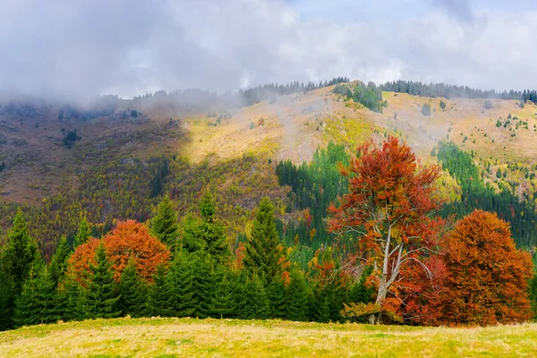 Niesamowity Widok Natura Drzew Pochmurnego Nieba Tło — Zdjęcie stockowe