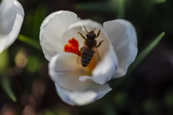 Nahaufnahme Von Erstaunlichen Bunten Blühenden Blume Mit Biene Inneren — Stockfoto