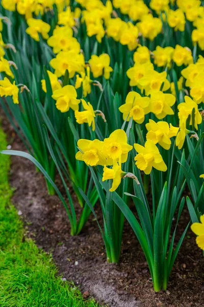 Nahaufnahme Von Erstaunlichen Bunten Blühenden Blumen — Stockfoto