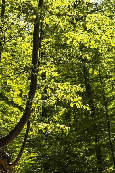 Increíble Vista Naturaleza Con Árboles Verdes Alrededor —  Fotos de Stock