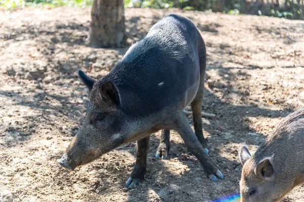 Lucu Babi Hutan Kecil Padang Rumput Hutan — Stok Foto