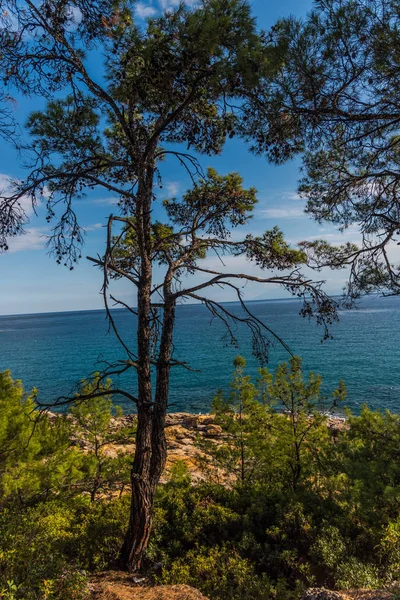 Vista Cima Árvore Mar — Fotografia de Stock