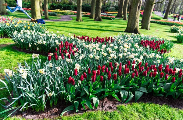 Primavera Parque Natureza Com Árvores Plantas Tulipas Flores — Fotografia de Stock