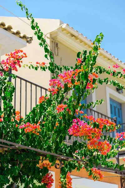 Roze Bloeiende Boom Door Het Balkon Van Het Huis — Stockfoto