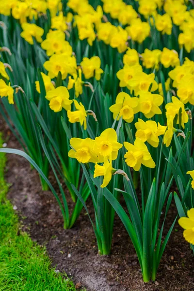 Nahaufnahme Von Erstaunlichen Bunten Blühenden Blumen — Stockfoto