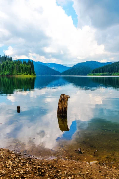 Nehir ve yeşil ağaçlar etrafında Awesome doğa görünümü