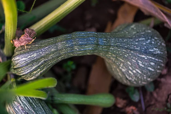 Green zucchini close up image