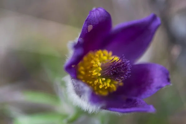 Close Van Verbazingwekkende Kleurrijke Bloeiende Bloem — Stockfoto