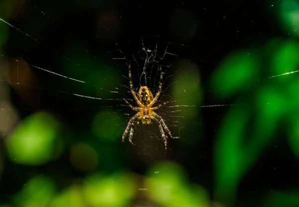 Magic Spider Web Spider Blurred Background — Stock Photo, Image