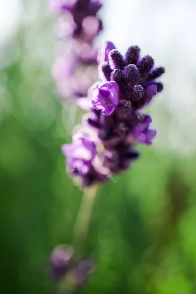 Close Van Verbazingwekkende Kleurrijke Bloeiende Bloem — Stockfoto