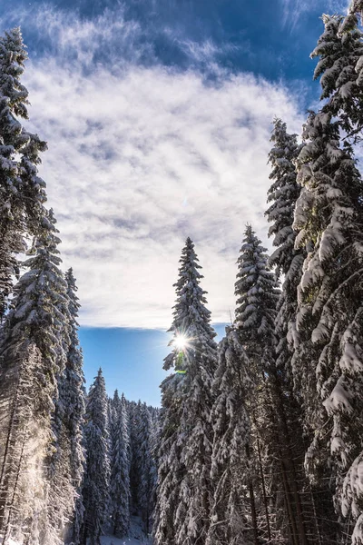 Increíble Vista Naturaleza Con Pinos Cielo Nublado — Foto de Stock