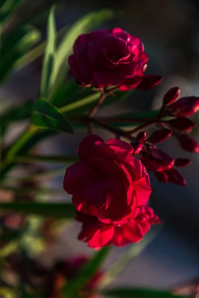 Närbild Fantastiska Färgglada Blommor — Stockfoto