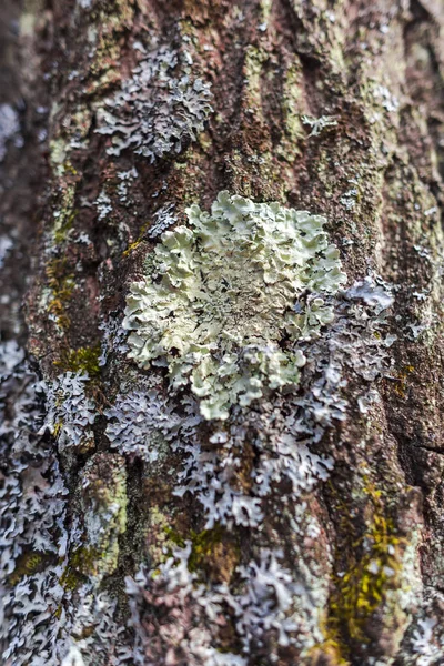 Foco Selectivo Del Fondo Del Molde Aire Libre — Foto de Stock