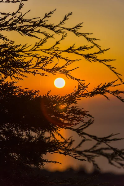 Niesamowity Zachód Słońca Cienkich Gałęzi Puszyste — Zdjęcie stockowe