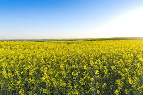 Field Amazing Colorful Yellow Blooming Flowers — 스톡 사진