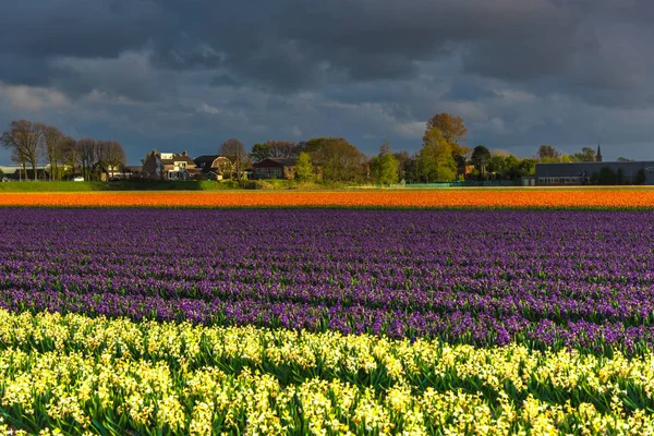 Close Van Verbazingwekkende Kleurrijke Bloeiende Bloemen Veld — Stockfoto