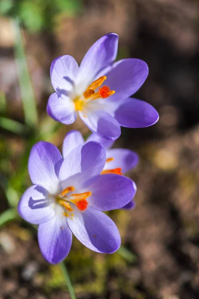 Nahaufnahme Von Erstaunlich Zarten Blühenden Blumen — Stockfoto