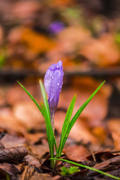 Wilde Frühlingsblume Die Frühjahr Auf Dem Waldboden Wächst — Stockfoto