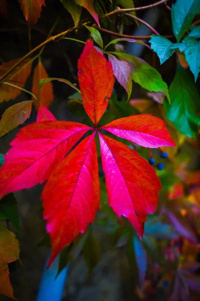 Rudý Podzim Ponechává Selektivní Zaměření — Stock fotografie