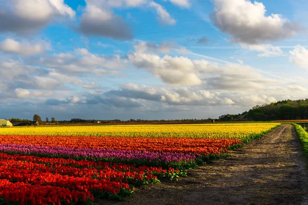 Close Van Verbazingwekkende Kleurrijke Bloeiende Bloemen Veld — Stockfoto