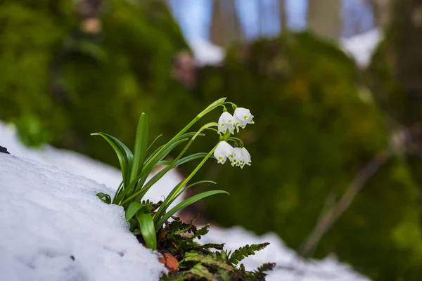 Закрыть Удивительный Цветущий Зимний Цветок — стоковое фото