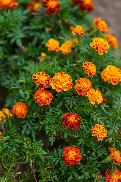 Primer Plano Flores Florecientes Colores Increíbles — Foto de Stock