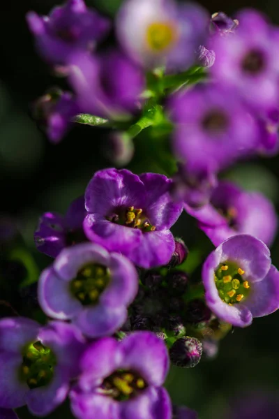 Gros Plan Fleurs Pourpres Fleurs — Photo