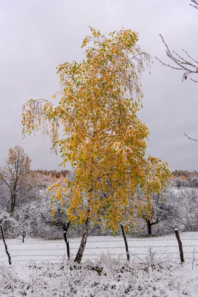 Prachtig Uitzicht Van Natuur Met Besneeuwde Bomen Bewolkte Hemelachtergrond — Stockfoto