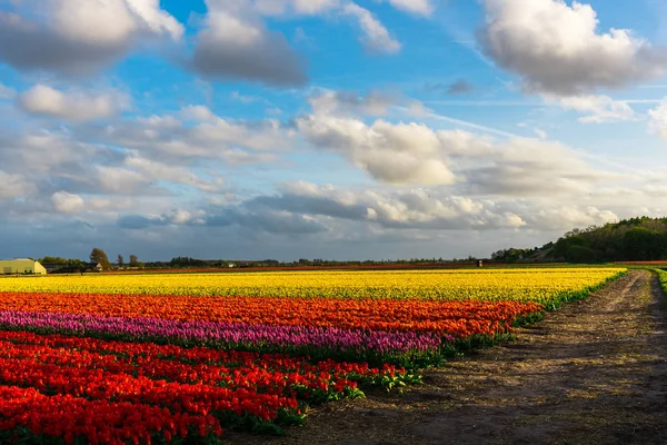 Close Van Verbazingwekkende Kleurrijke Bloeiende Bloemen Veld — Stockfoto