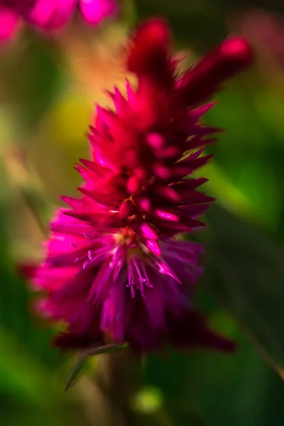 Närbild Fantastiska Färgglada Blommande Blomma — Stockfoto