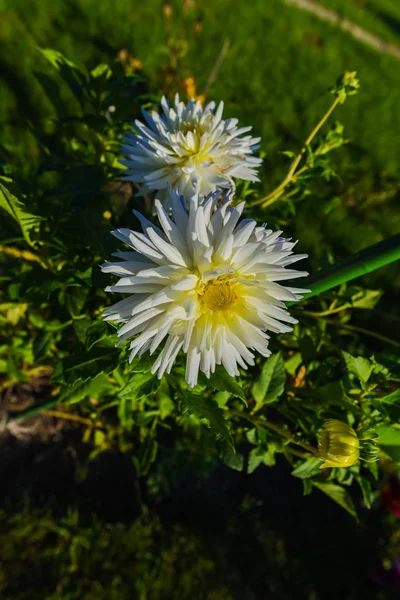 Κοντινό Πλάνο Από Λευκό Ανθισμένα Λουλούδια Στο Φως Του Ήλιου — Φωτογραφία Αρχείου