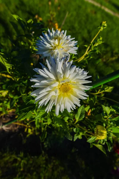 Gros Plan Fleurs Blanches Fleurs Soleil — Photo