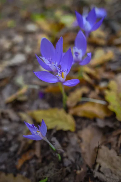 Nahaufnahme Von Kleinen Lila Blühenden Wildblumen — Stockfoto