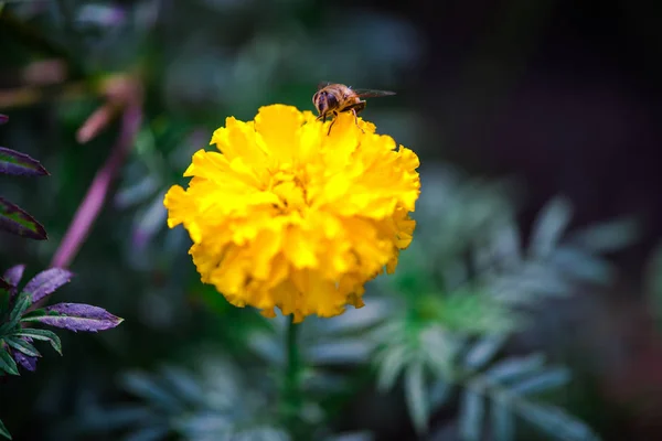 关闭惊人的五颜六色的盛开的花朵与蜜蜂 — 图库照片