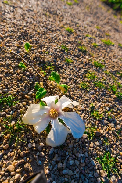 Nanılmaz Renkli Çiçek Açan Çiçekler Yakın Çekim — Stok fotoğraf