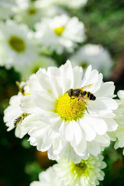 Weiße Chrysanthemenblüte Garten — Stockfoto