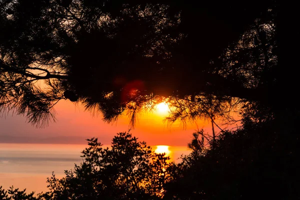 Puesta Sol Roja Sobre Agua Del Lago Ramas Plantas — Foto de Stock