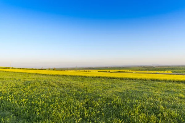 Field Amazing Colorful Yellow Blooming Flowers — 스톡 사진