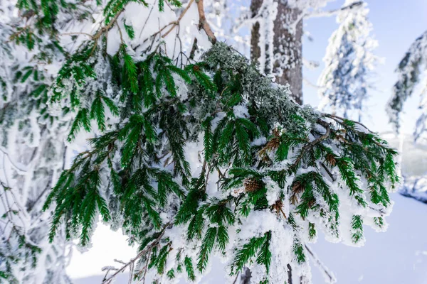 Äste Von Bäumen Sind Eingefroren — Stockfoto