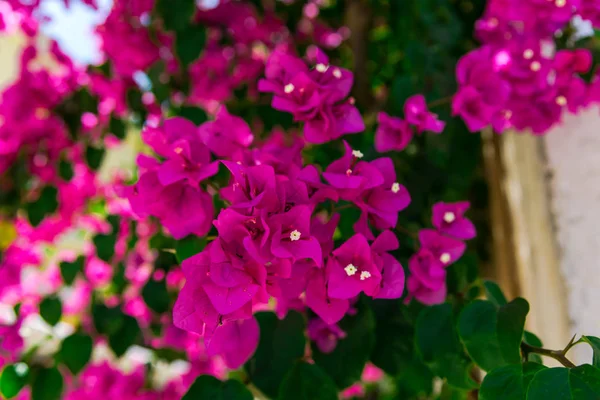 关闭拍摄郁郁葱葱的粉红色盛开的花朵 — 图库照片