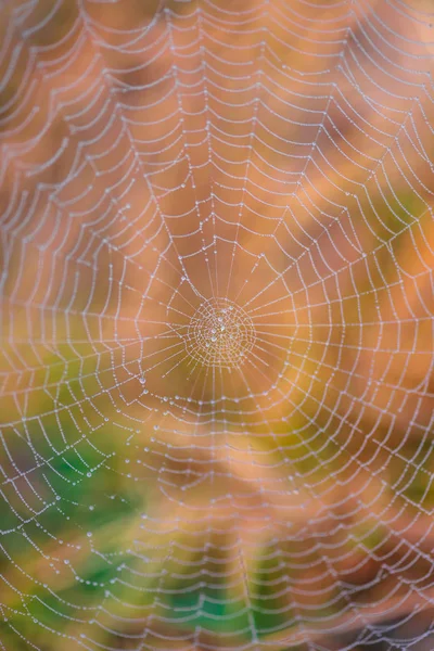 Selektiv Fokusering Spindelnät — Stockfoto