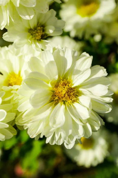 Gros Plan Fleurs Florissantes Colorées Étonnantes — Photo