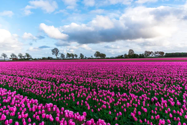 Schilderachtig Uitzicht Roze Tulpen Bloeien Veld Onder Bewolkte Hemel — Stockfoto