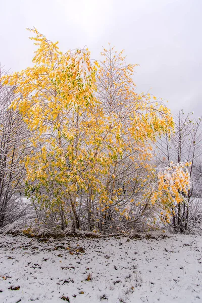 令人惊叹的自然景观与雪树 — 图库照片