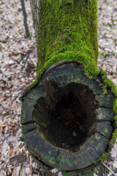 Árbol Viejo Cubierto Musgo Verde Prado Del Bosque Otoño — Foto de Stock