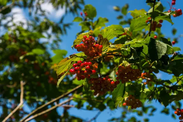 Rowan Berries Tree Branches — Stock Photo, Image