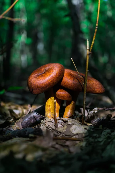 森林内的蘑菇 — 图库照片