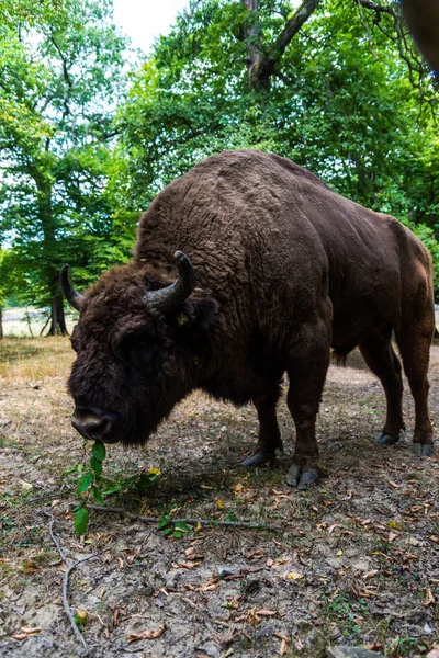 Énorme Bison Arrière Plan Prairie Forestière — Photo