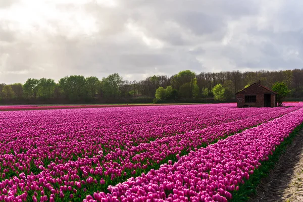 Vue Panoramique Champ Fleurs Tulipes Roses Sous Ciel Nuageux — Photo