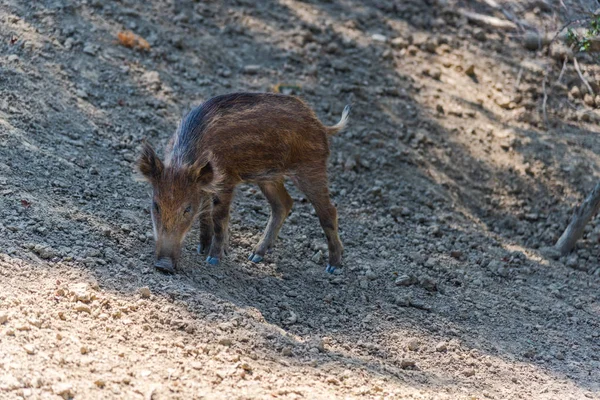 Lustiges Kleines Wildschwein Auf Waldwiese — Stockfoto